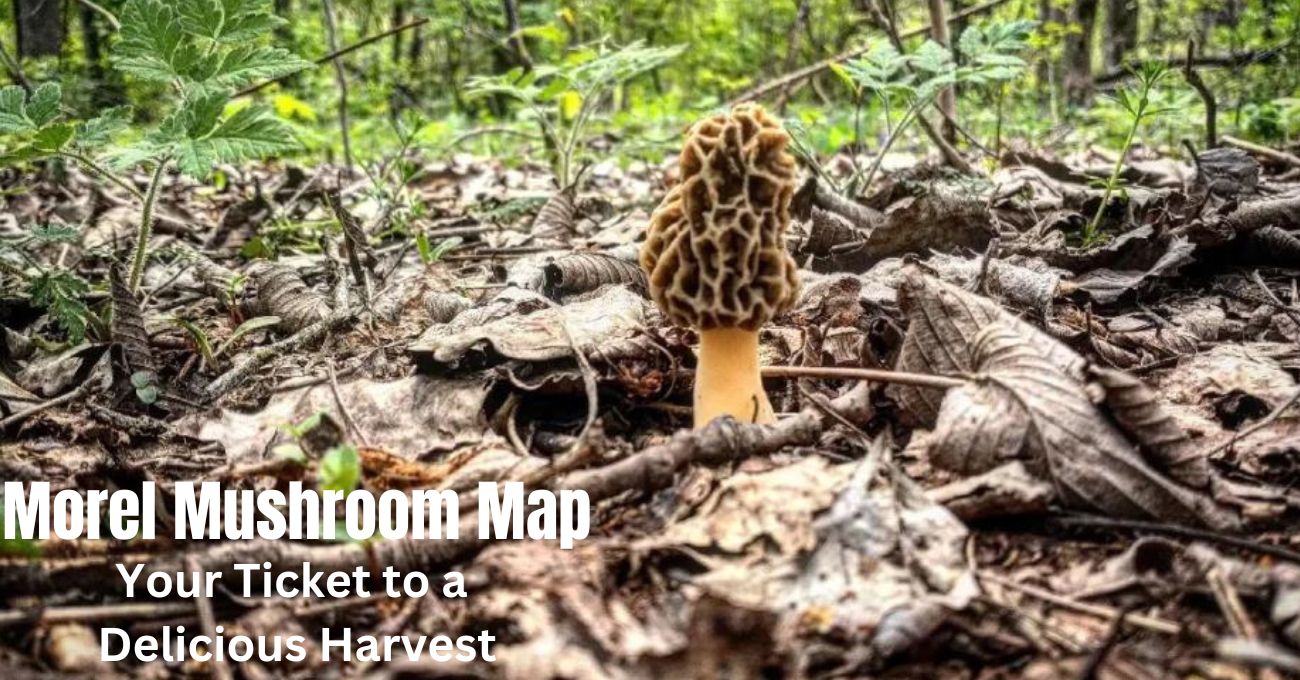Morel Mushroom Map The Secret to Finding the Best Harvest
